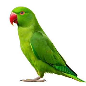 Oiseaux